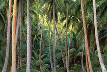 Coconut Palms von Danita Delimont