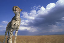 Adult Female Cheetah (Acinonyx jubatas) looks out at surrounding savanna by Danita Delimont