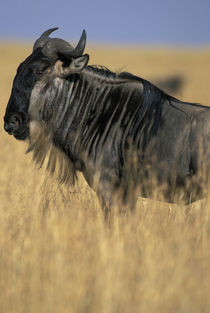 Wildebeest (Connochaetes taurinus) in tall grass on savanna during Serengeti migration von Danita Delimont