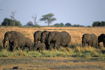 Elephant herd (Loxodonta africana) walk along Chobe River at sunset by Danita Delimont