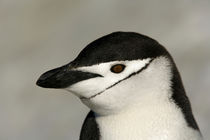 Close-up of adult chinstrap penguin's head von Danita Delimont