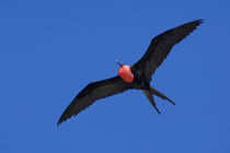 Great Frigatebird (M) in flight (WILD: Fregate minor ridgwayi) by Danita Delimont