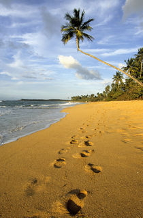 Beach Puerto Rico von Danita Delimont