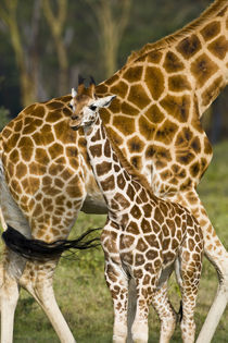 Rothschild's Giraffe baby with mother at Lake Nakuru NP by Danita Delimont