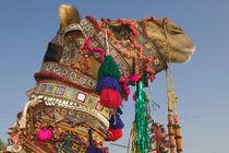 1st Place Winning Camel at the Camel FAIR by Danita Delimont