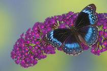 Hypolimnas alimena the Blue-banded Eggfly Butterfly from PNG von Danita Delimont