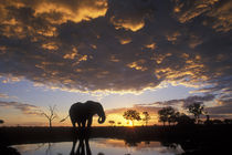 Elephant (Loxodonta africana) silhouetted by setting sun at Marabou Pan in Savuti Marsh von Danita Delimont