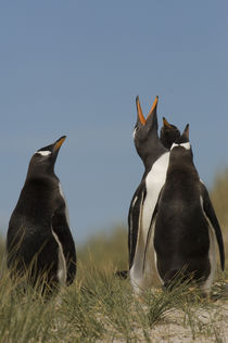 Falkland Islands by Danita Delimont