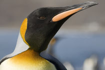 Close-up portrait of King Penguin (Aptenodytes patagonicus) along shoreline at massive rookery along Saint Andrews Bay von Danita Delimont