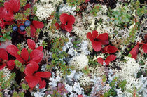 Arctic tundra is a treeless area except for a few small shrubs von Danita Delimont