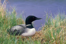 Common loon on nest by Danita Delimont