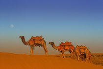 Camels along the sandunes at moon rise in the Thar desert von Danita Delimont