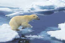 Arctic; Svalbard; Polar Bear beginning leap from one ice floe to another with blue water background by Danita Delimont