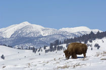 American Bison (Bison bison) von Danita Delimont