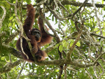 Orangutan (Pongo pygmaeus) von Danita Delimont