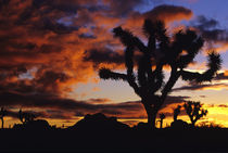 Spectacular Sunrise at Joshua Tree National Park in California von Danita Delimont