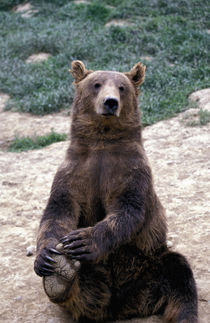 Southeast region Brown bear (Ursus arctos) von Danita Delimont