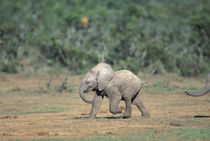 Baby elephants by water hole by Danita Delimont