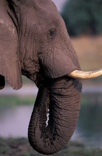Elephant (Loxodanta Africana) by Danita Delimont