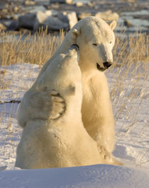 Sparring polar bears by Danita Delimont