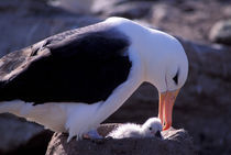 Black-browed Albatross with chick by Danita Delimont