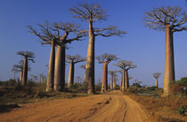 "Avenue du Baobab" Adasonia Grandidieri von Danita Delimont