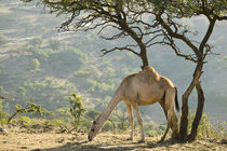 Camel in the Dhofar Mountains / Morning by Danita Delimont