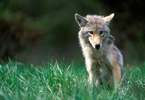 Coyote (Canis latrans) in alpine meadow in Mount Robson National Park in Canadian Rockies by Danita Delimont