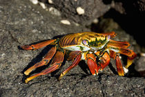 Sally Lightfoot crab on lava rock (WILD: Grapsus grapsus) von Danita Delimont