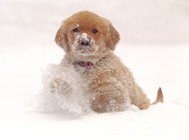 Golden Retriever Pup in Snow by Danita Delimont