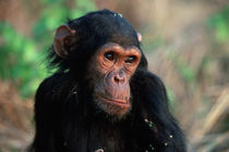 Infant Chimpanzee by Danita Delimont