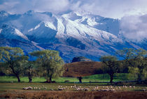 Sheep grazing below the snow-capped Harris Mountains in the Southern Alps near the town of Wanaka on the South Island of New Zealand in August by Danita Delimont