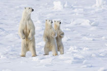 Polar Bear and cubs on alert by Danita Delimont