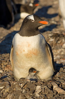 Southern Ocean von Danita Delimont