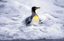 South Georgia Island King penguin (Aptenodytes patagonica) coming out of ocean by Danita Delimont