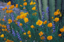 Arroyo Lupine and Saguaro cactus von Danita Delimont