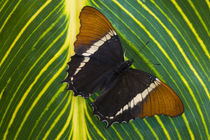 Washington Tropical Butterfly Photograph of Siproeta epaphus the Black and Tan Page Butterfly by Danita Delimont