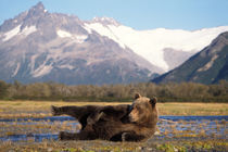 Alaskan peninsula von Danita Delimont