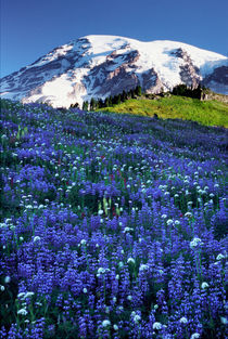 Rainier looms over a meadow of broadleaf lupine wildflowers von Danita Delimont