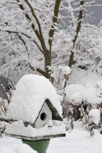 Close-up of bird house covered in snow by Danita Delimont