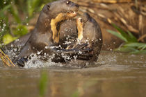 Swimming and playing along riverbank von Danita Delimont