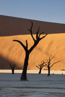 Sunrise on dead trees and dunes at Dead Vlei von Danita Delimont