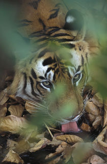 An adult male tiger (B2) drinking behind leaves (Chakandara) by Danita Delimont