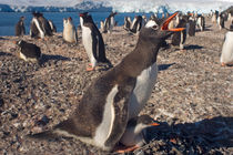 Southern Ocean von Danita Delimont