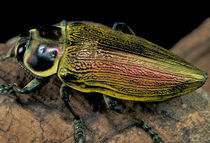 Buprestid beetle (Family Buprestidae) by Danita Delimont
