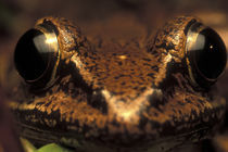 Close-up of White-lipped Frog (Leptodactylus labialis) in rainforest near San Juan River von Danita Delimont