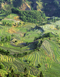 Pattern of green rice terraces at Laohu Zui (Tiger's Mouth) von Danita Delimont