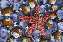 Close-up of starfish and clam shells by Danita Delimont