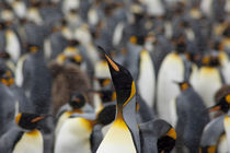 Second largest king penguin (wild: Aptenodytes patagonicus) colony in South Georgia by Danita Delimont
