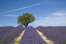 Rows of lavender in bloom by Danita Delimont